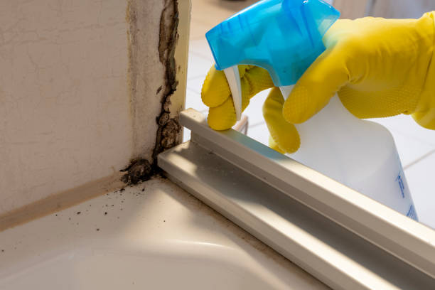 Best DIY Mold Remediation Support Services in Deephaven, MN
