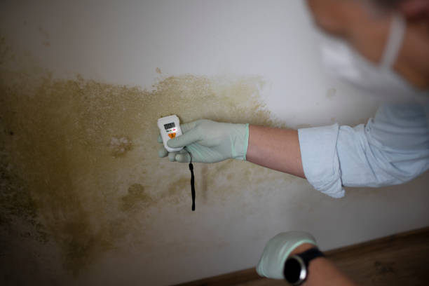 Best Residential Mold Remediation in Deephaven, MN