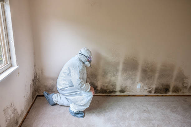 Best Basement Mold Remediation in Deephaven, MN
