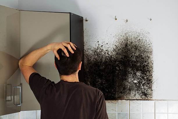 Best Attic Mold Remediation in Deephaven, MN