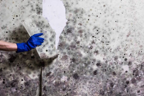 Best HVAC Mold Remediation in Deephaven, MN